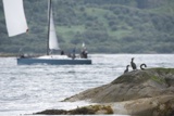 cormorants whyw18 fri gjmc 9308w
